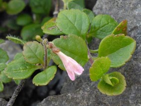 Linnaea borealis ssp americana